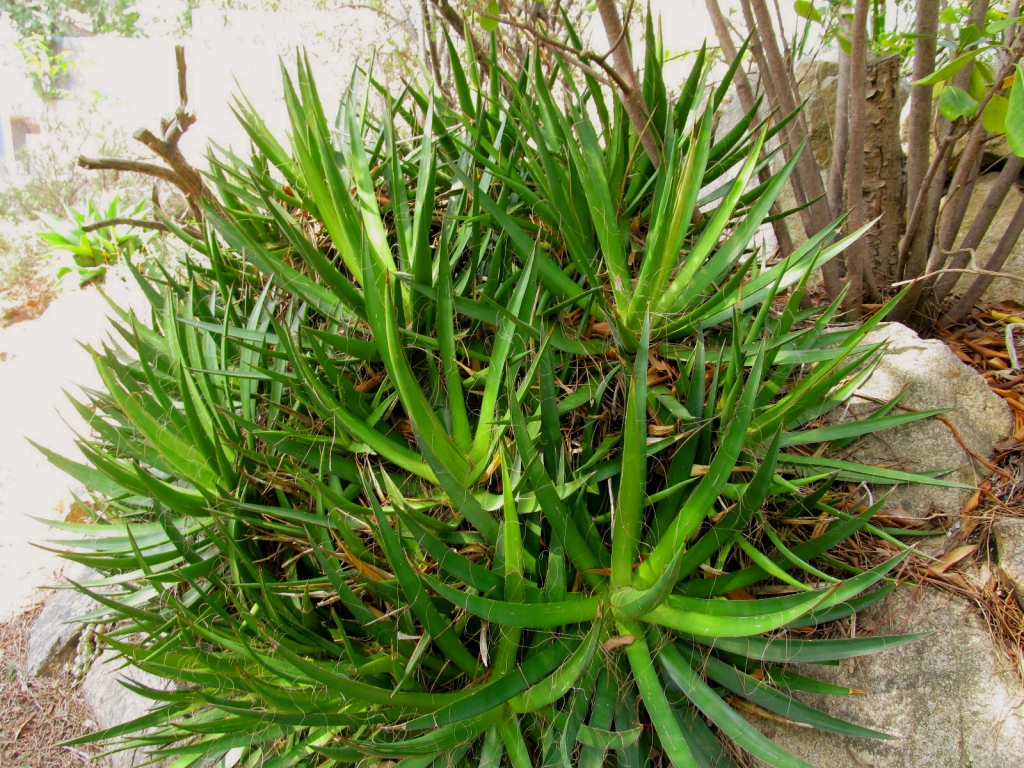agave filifera