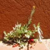 Helicrhysum ambiguum (Maçanella)