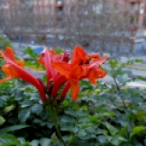 Bignonia capensis (Bignònia de flor taronja)