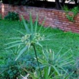 Cyperus alternifolius (Paraigüets)