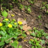 Ranunculus ficaria (Gatassa)