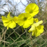 Oxalis pes-caprae (Flor d'avellana)